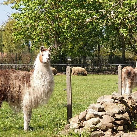 Naturhof Buschwiesen - Wohnung Lama Wilsum Luaran gambar
