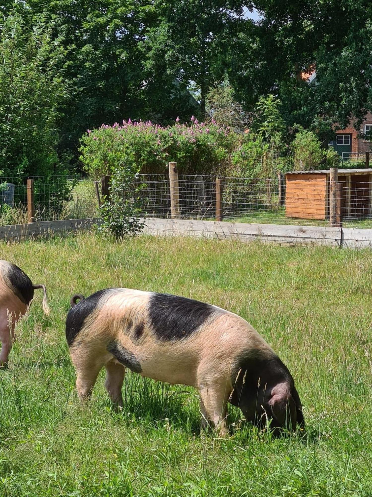 Naturhof Buschwiesen - Wohnung Lama Wilsum Luaran gambar