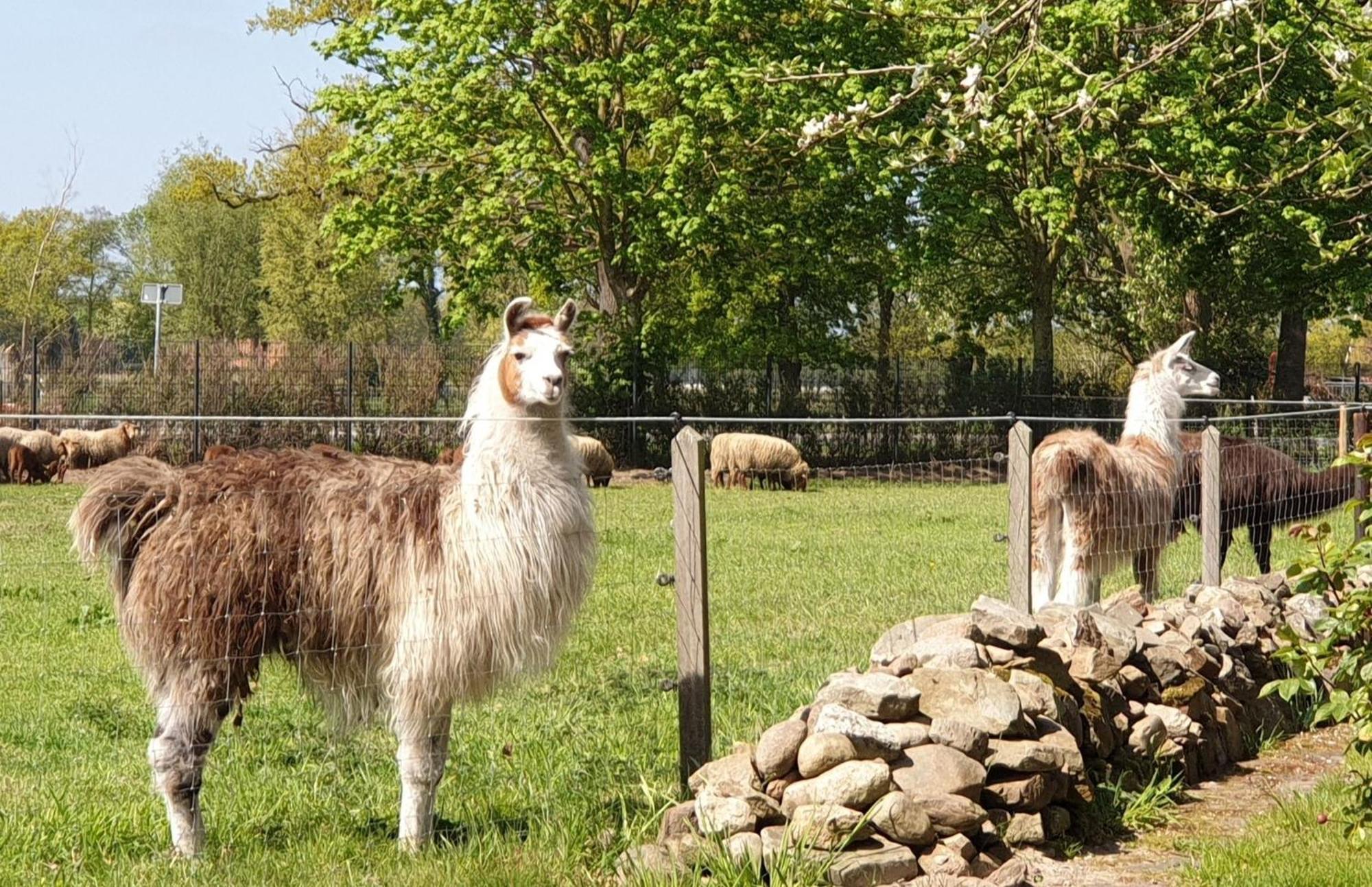 Naturhof Buschwiesen - Wohnung Lama Wilsum Luaran gambar
